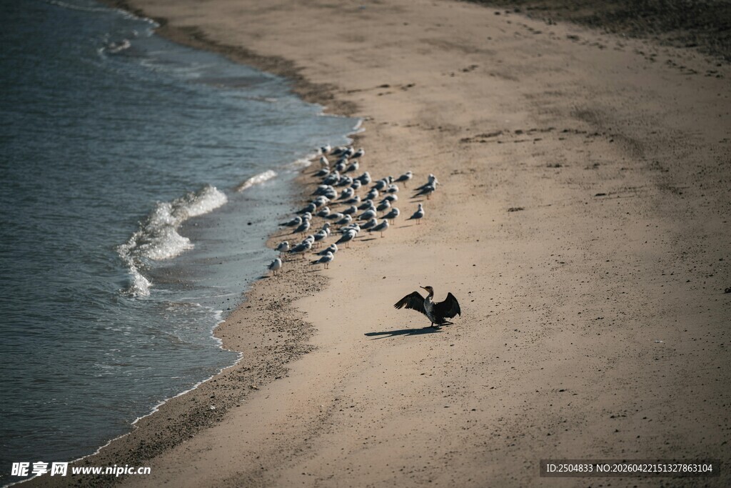 海滩 人伴海浪与飞鸟