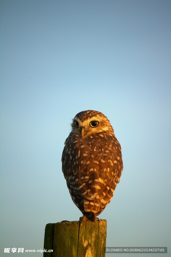 站在木桩上的猫头鹰
