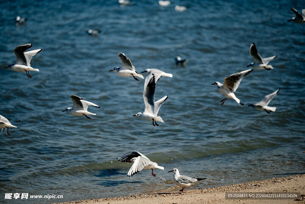 海边群飞的海鸥