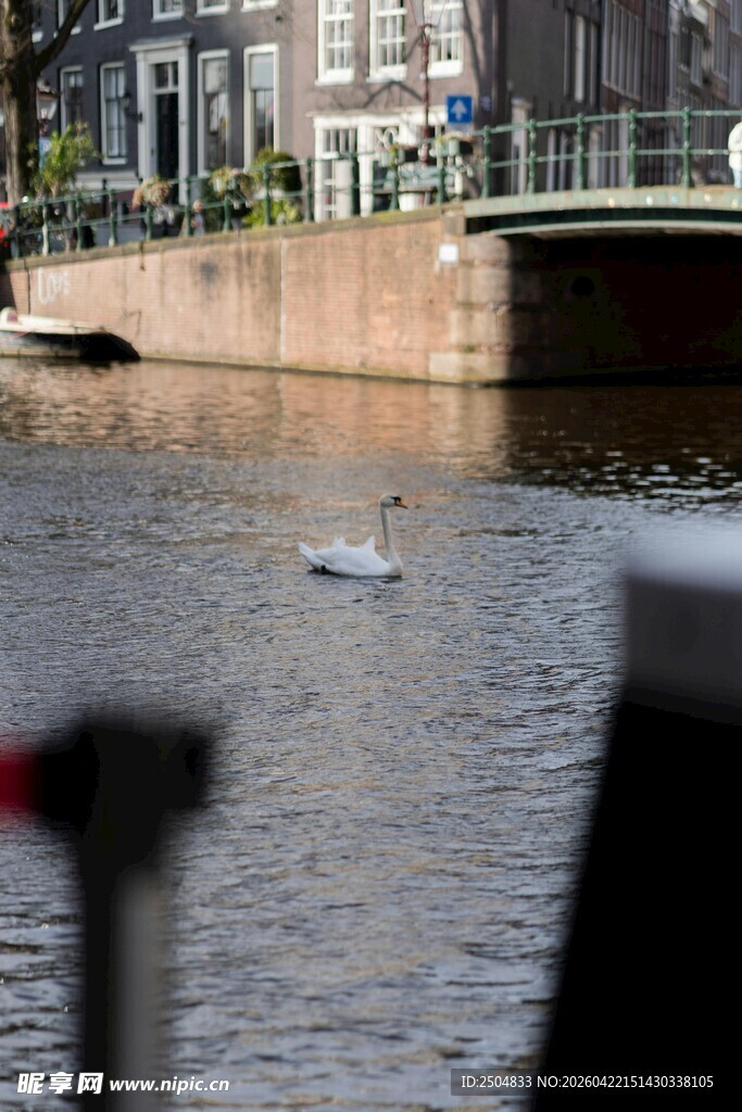 河畔风景 水中天鹅悠然