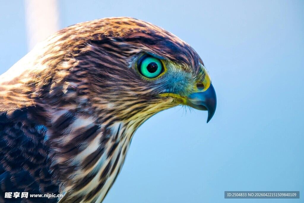 锐利眼神的猎鹰特写