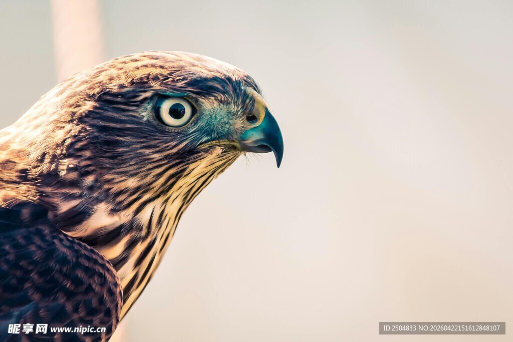猎鹰特写