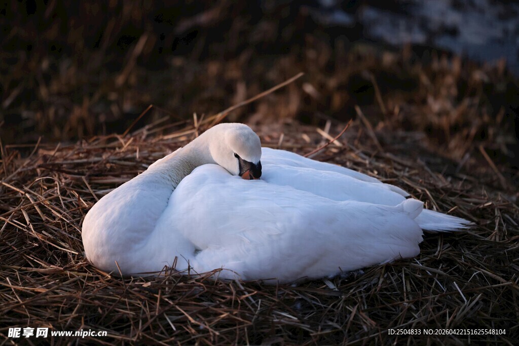休憩的白天鹅
