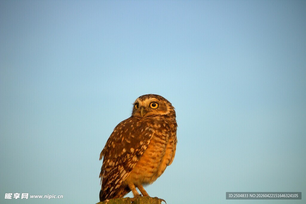 站在高处的猫头鹰