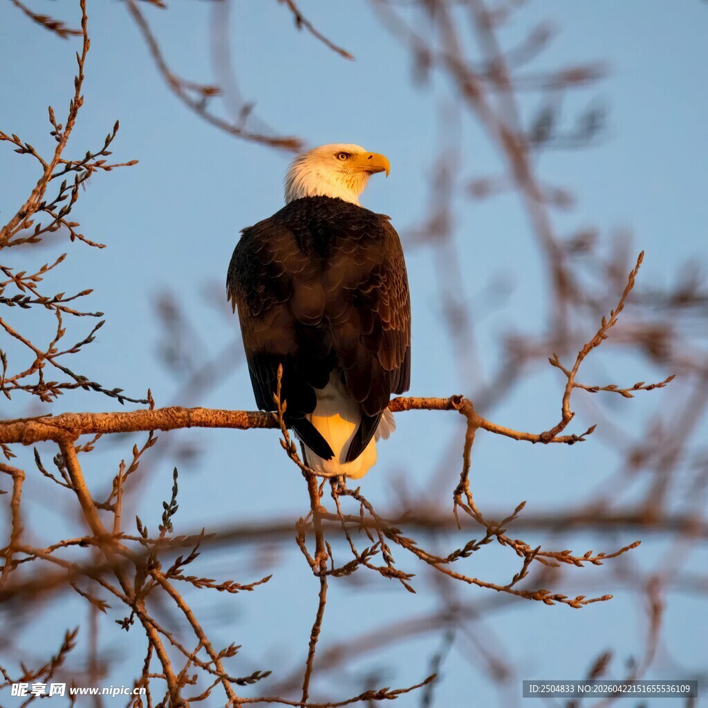 枝头白头海雕栖息