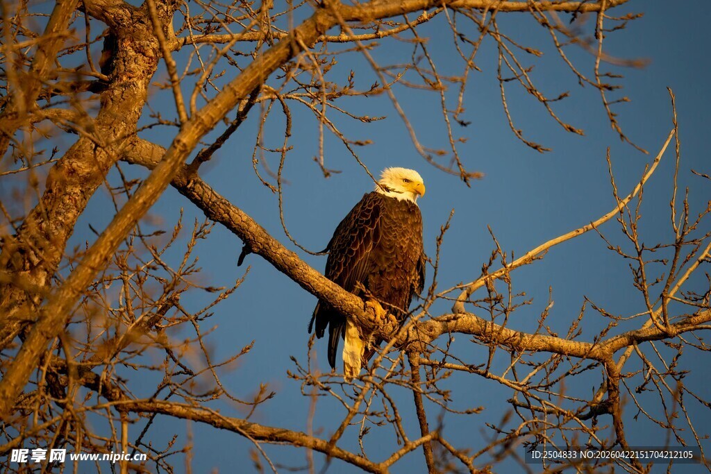 枝头白头鹰