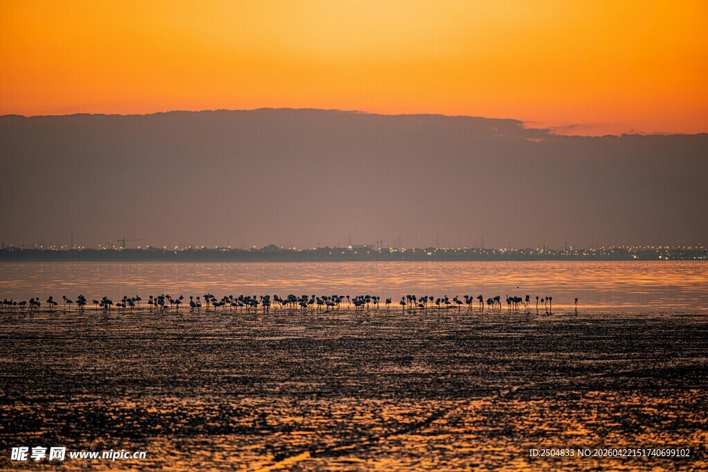 夕阳下的湿地鸟类景观