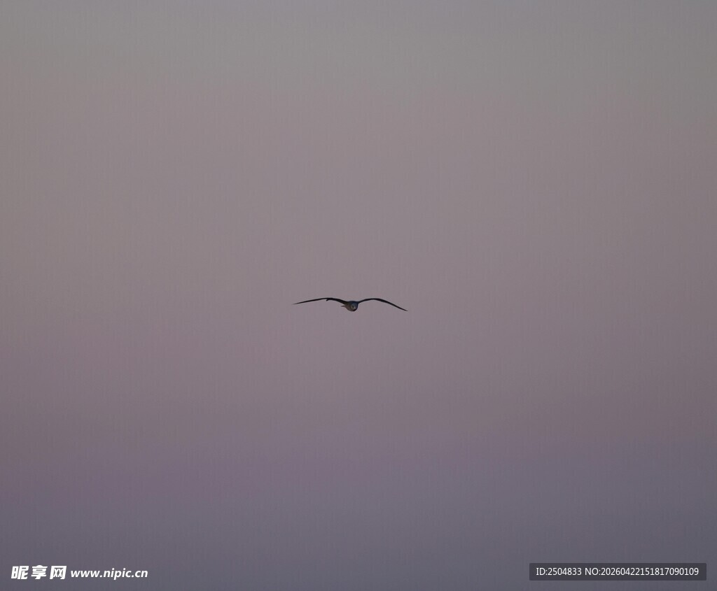 孤鸟翔于暮色天空