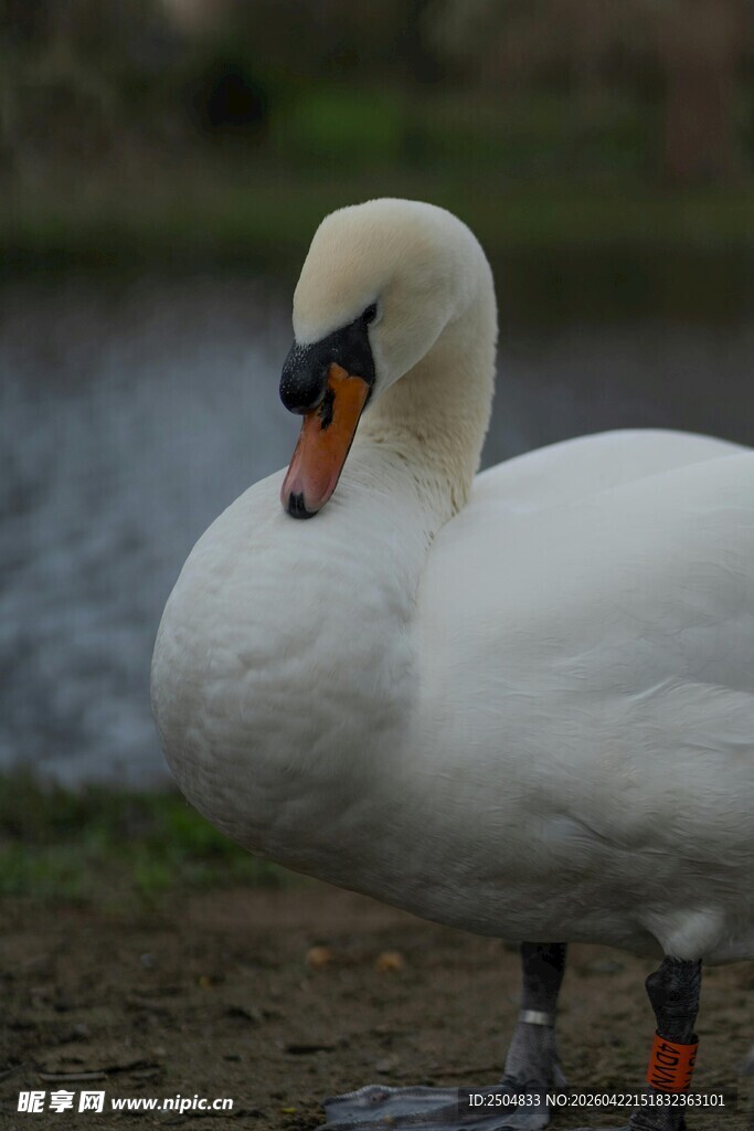 岸边优雅的白天鹅
