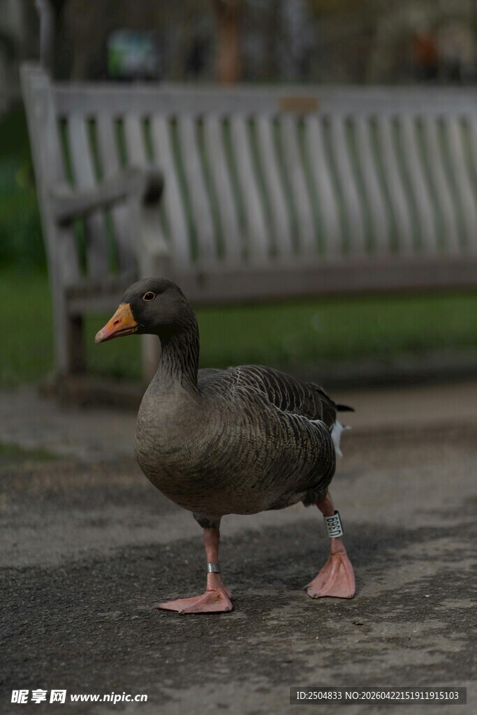 单腿站立的灰鹅