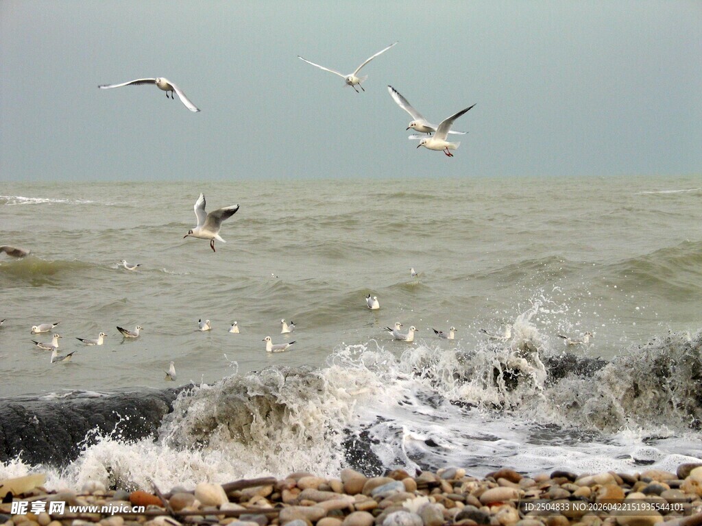 海鸥翔于浪涌石滩间