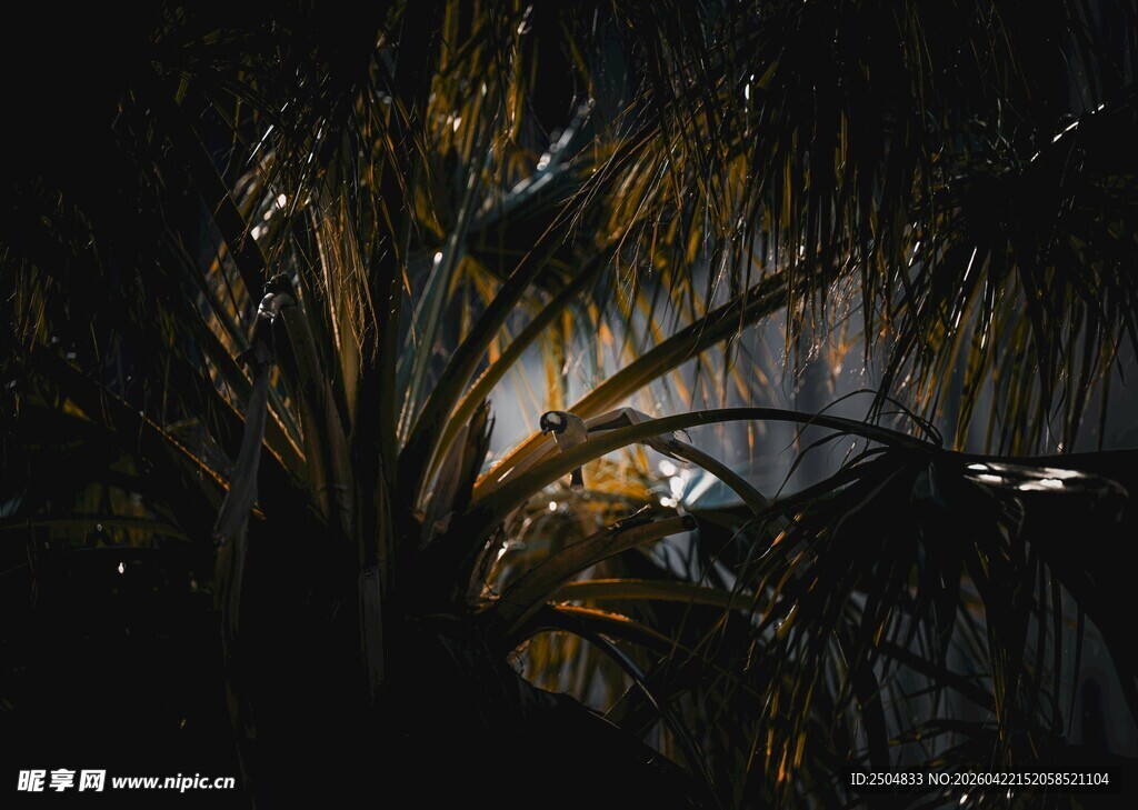 夜幕下植物与光影景象