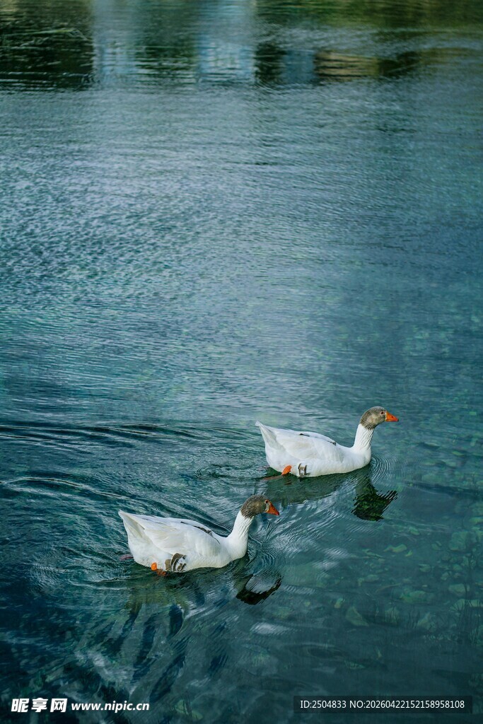 湖面上悠 的两只白鹅