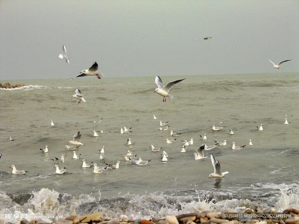 海边群鸥飞舞的美丽景象
