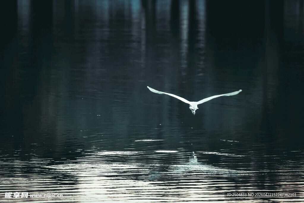 孤鸟于雨夜中振翅飞翔