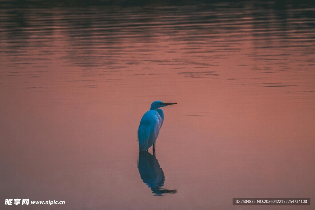 湖畔蓝鹭静立水中倒影
