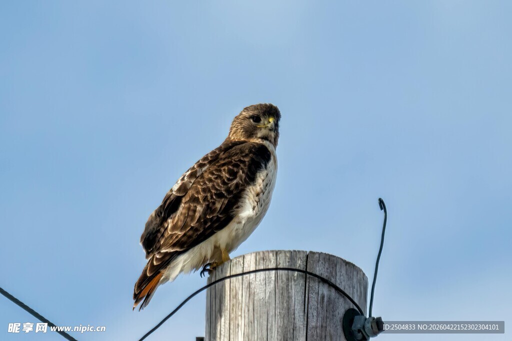 站在电杆上的鹰