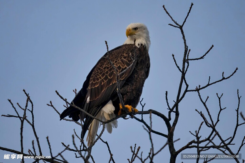 白头海雕栖息枝头