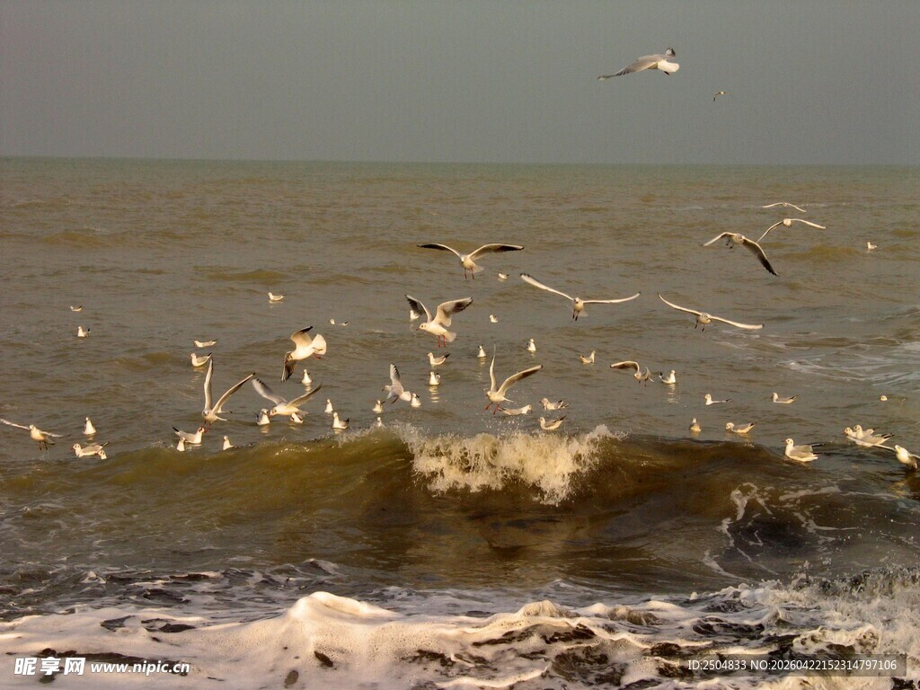 海浪边飞翔的群鸟
