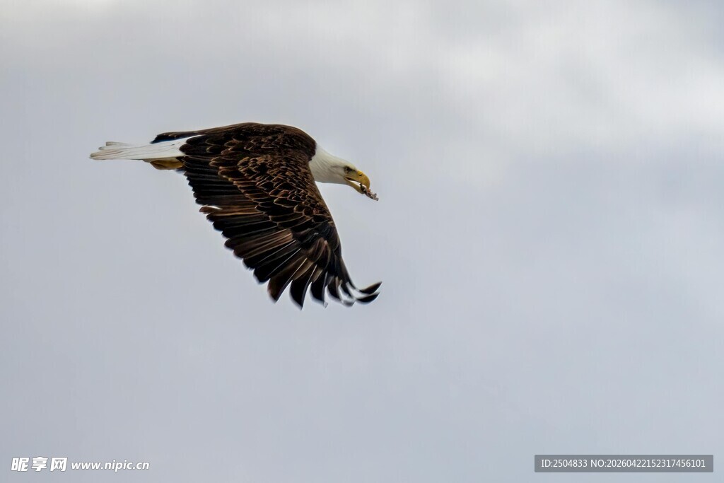 翱翔天际的白头海雕