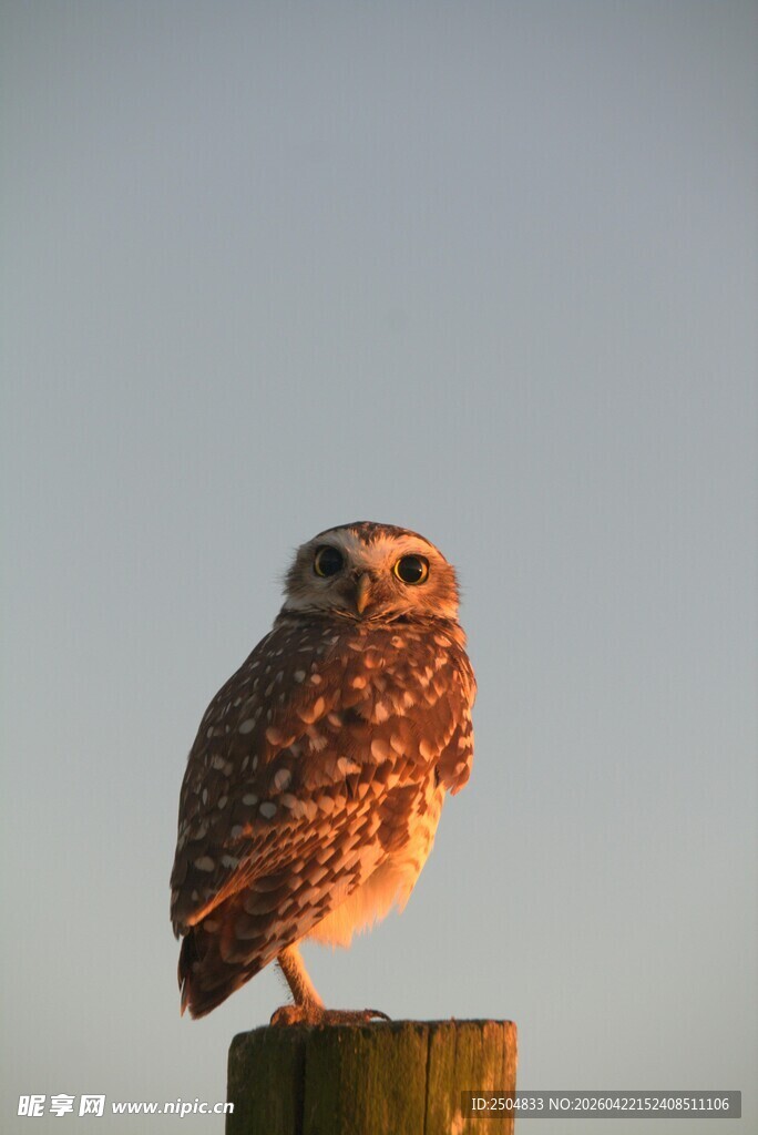 黄昏中站立的猫头鹰