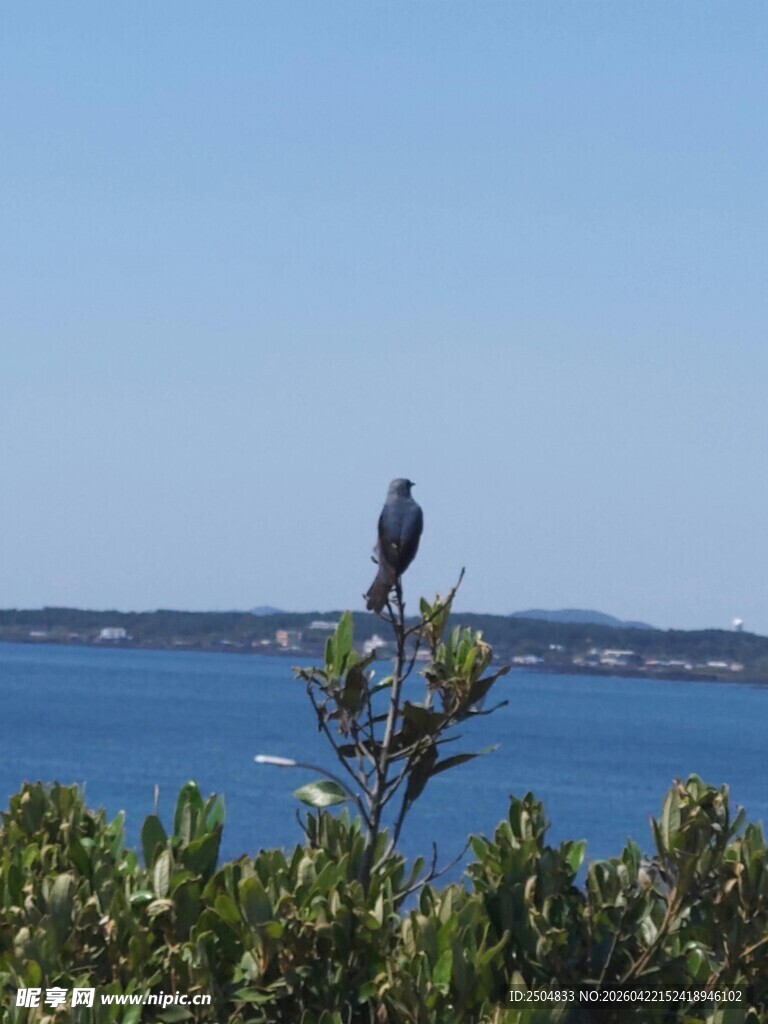 枝头飞鸟 碧海蓝天景致