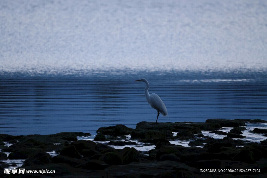 海边孤鸟 静立礁石之上