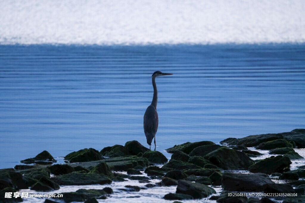 孤鹭立于水边礁石