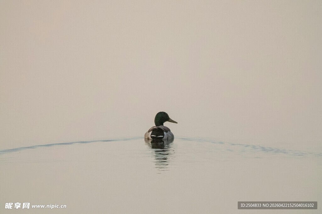 水面上独自 弋的鸭子