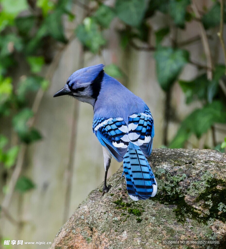 蓝羽小鸟栖息于岩石上
