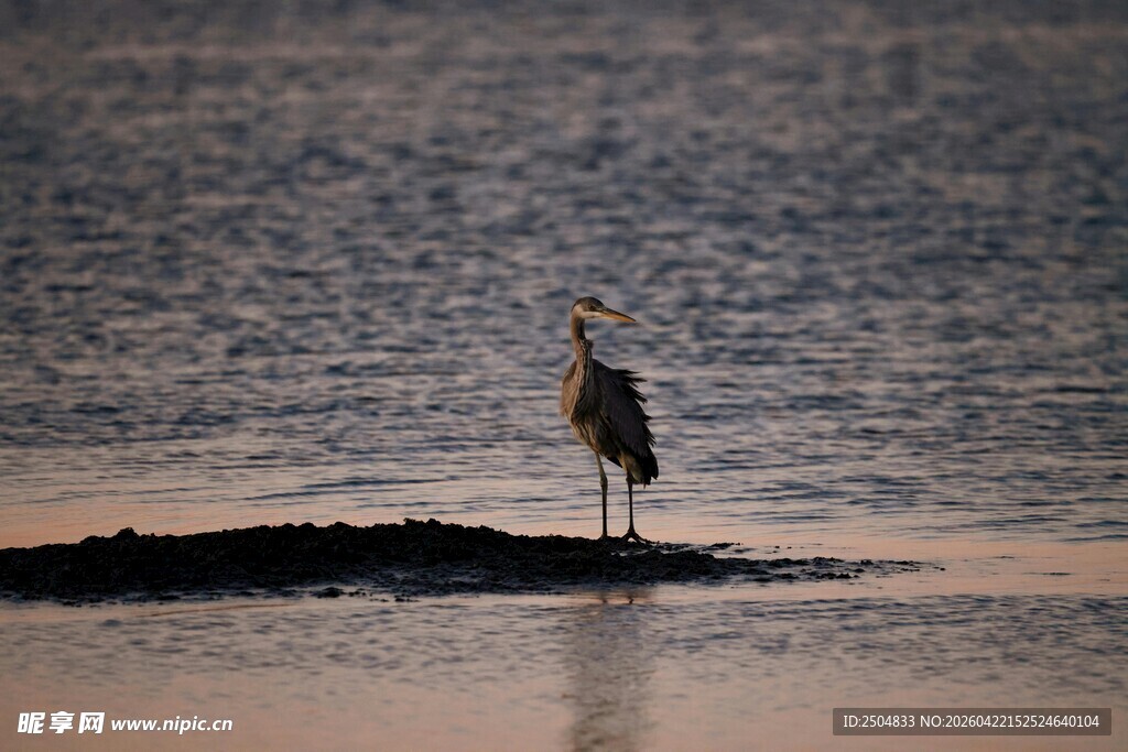 孤鹭立于水间 洲