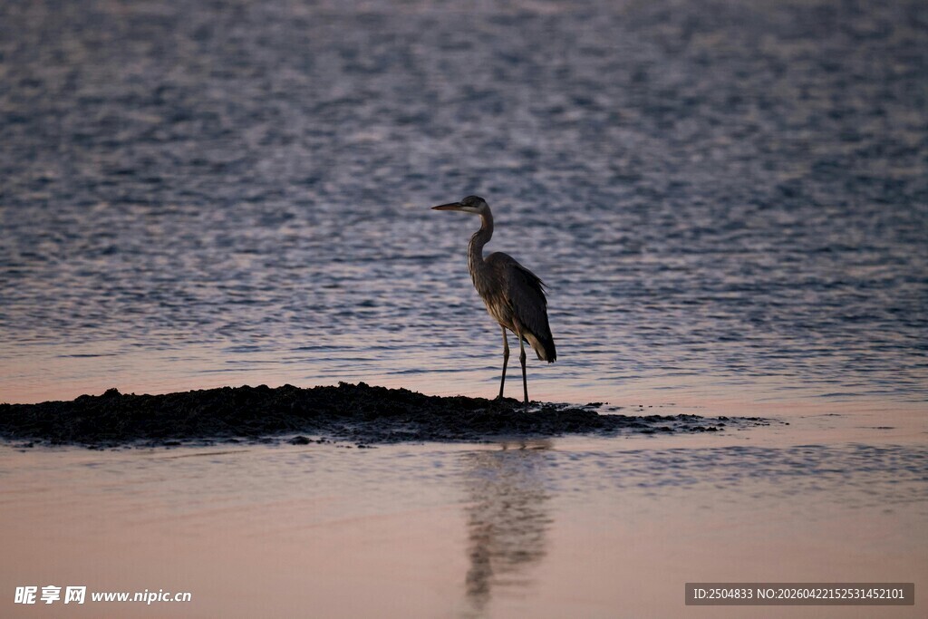 孤鹭立于水边浅滩