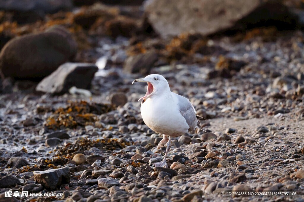 海边站立的白色小鸟