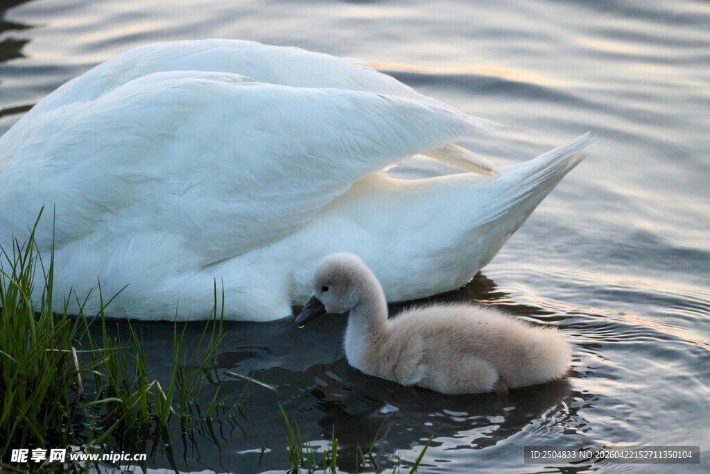 天鹅母子水中温馨时刻