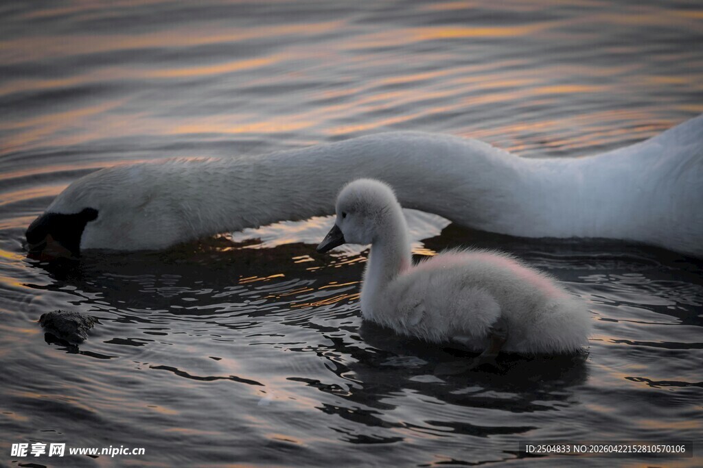 天鹅母子水中依偎画面