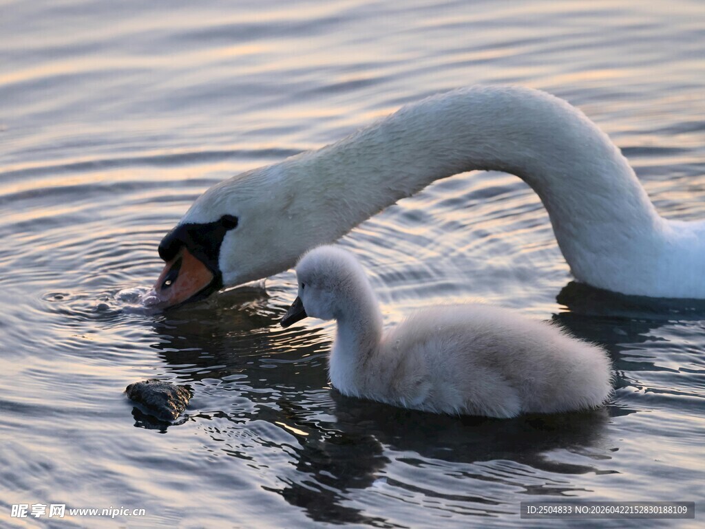天鹅母子水中亲昵互动