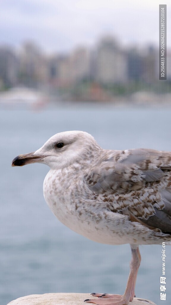 海边岩石上的站立海鸥