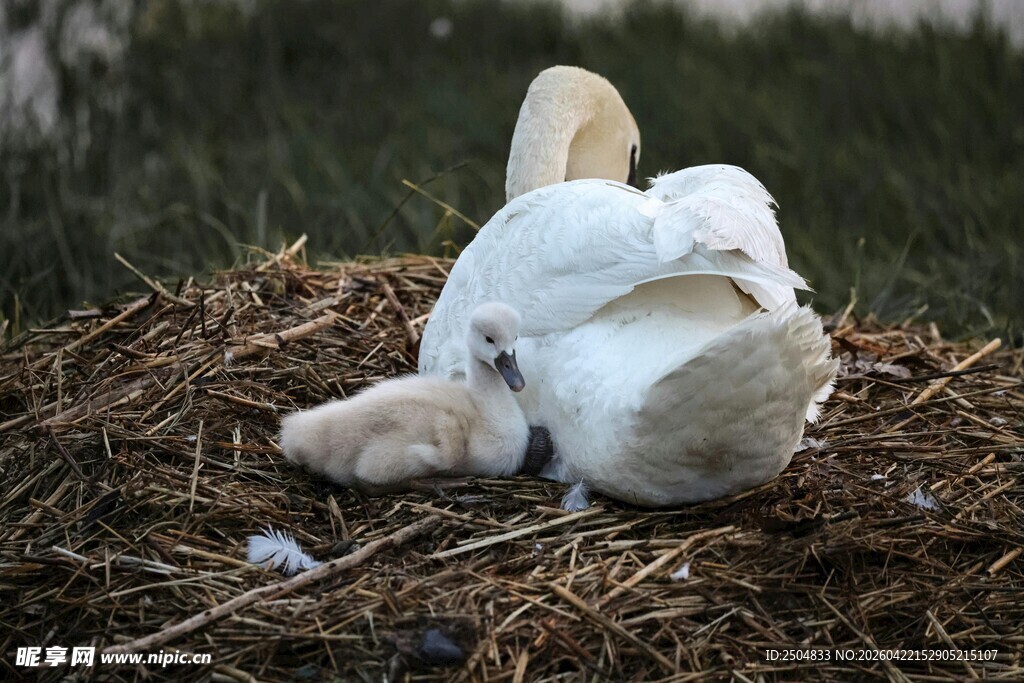 破壳的雏鸟与破碎蛋壳