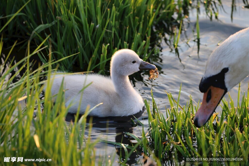 水中幼天鹅与成年天鹅相伴