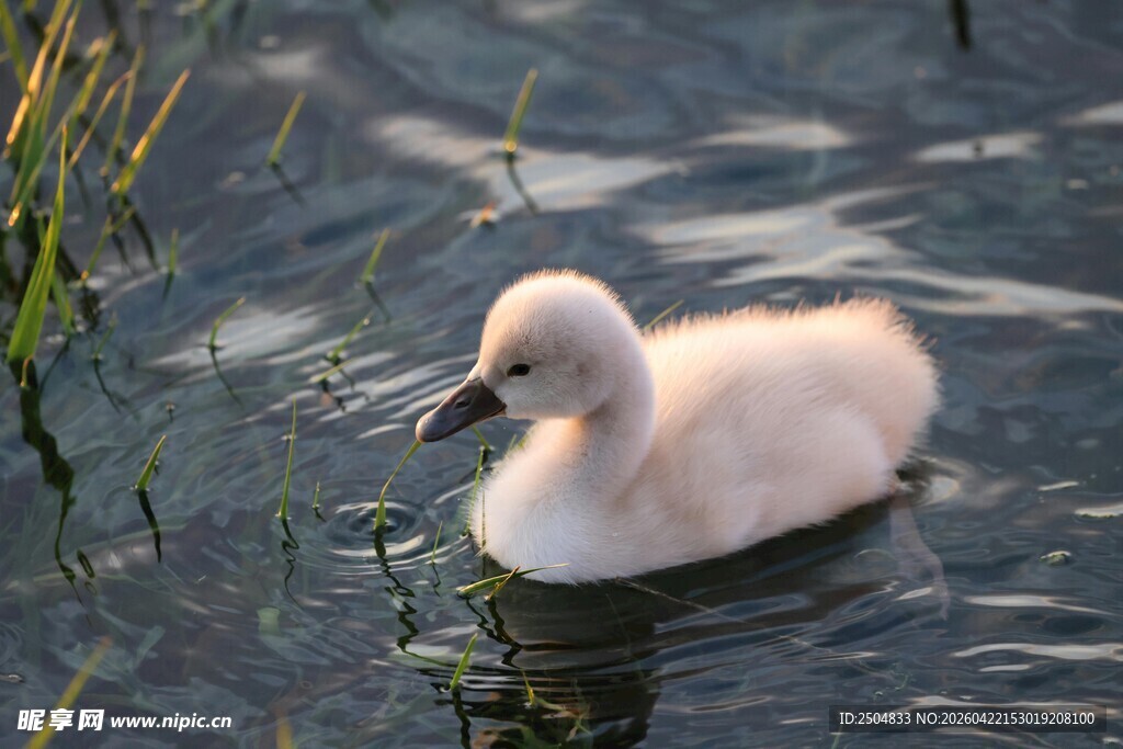 水中小天鹅