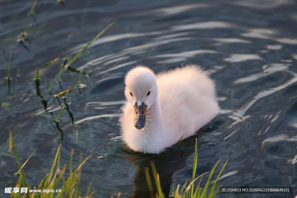 水中的可爱小天鹅