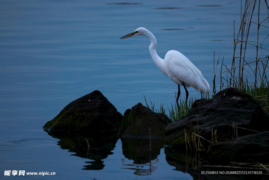 水边白鹭立石图