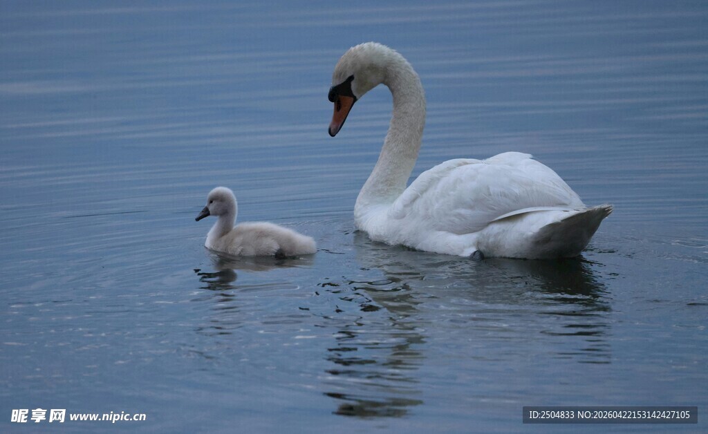 天鹅母子水中悠 