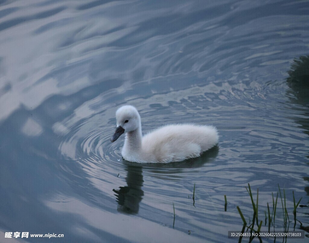 水中 弋的可爱小天鹅