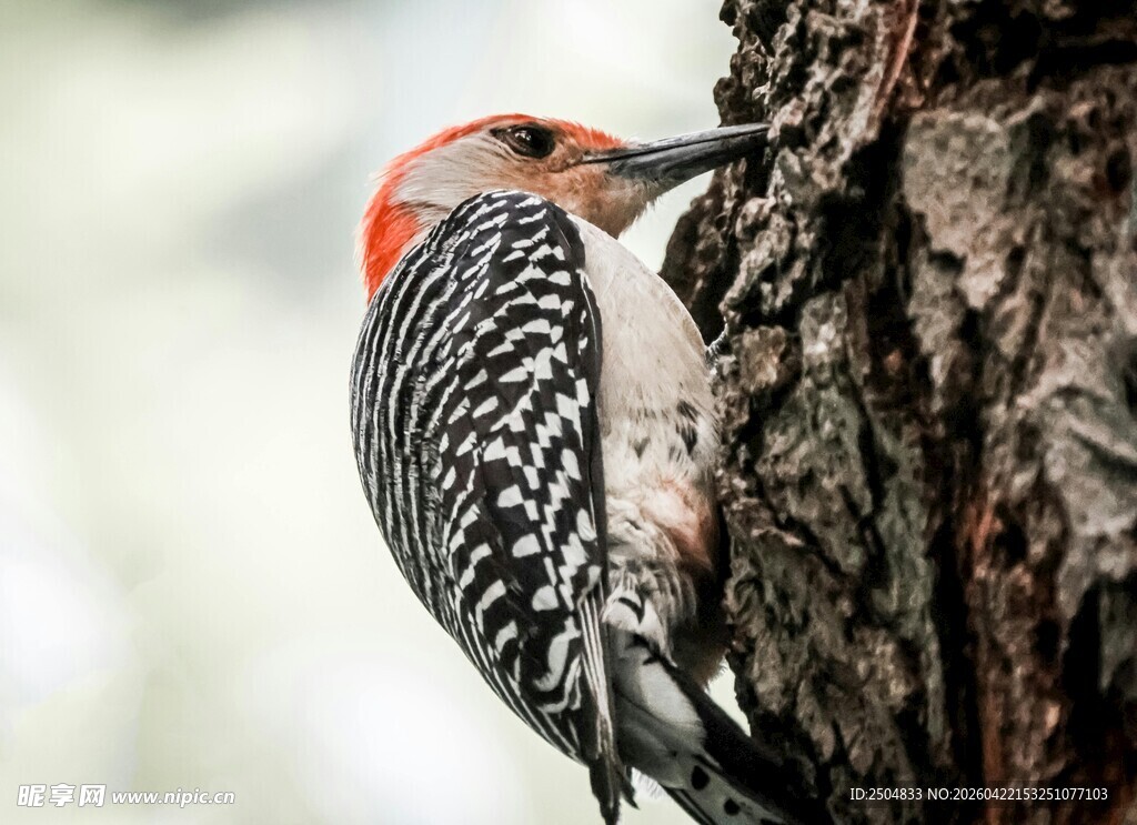 啄木鸟树干觅食瞬间