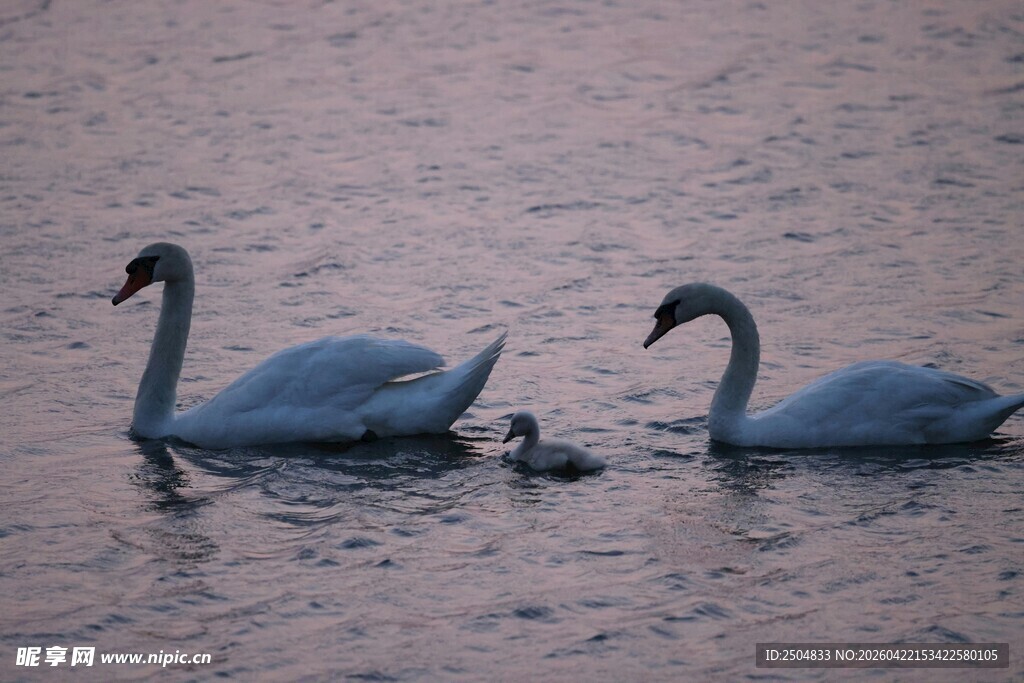 水面上的天鹅一家