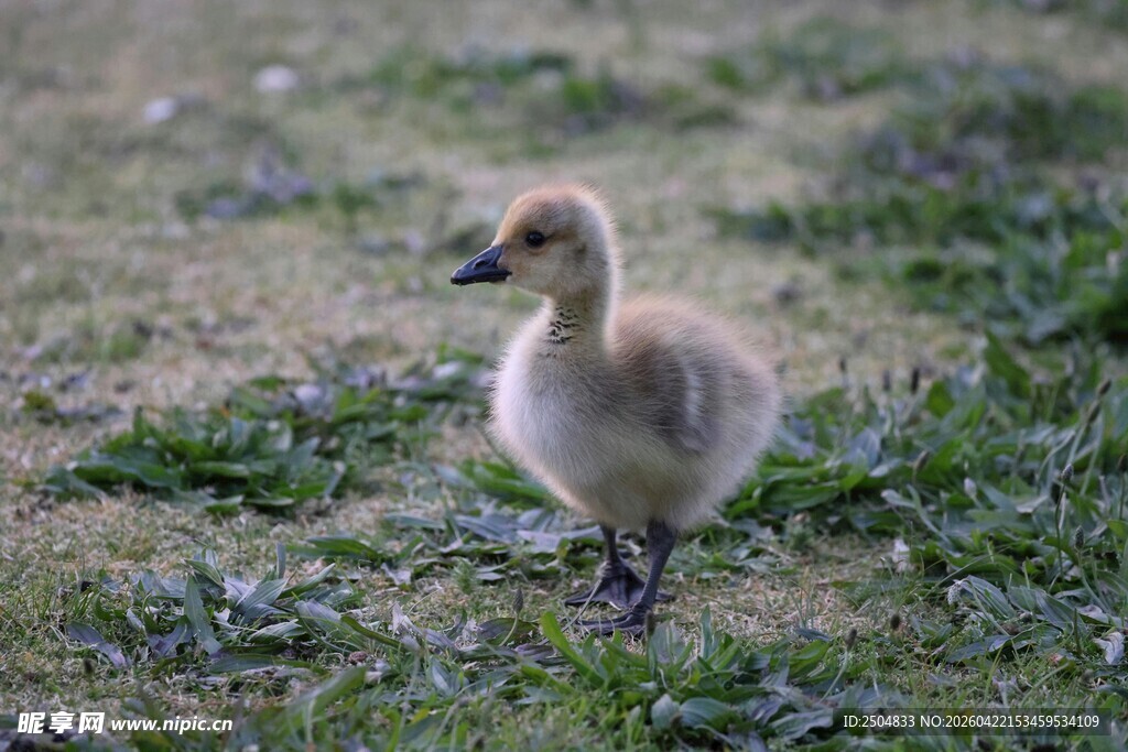 草地上的小鹅