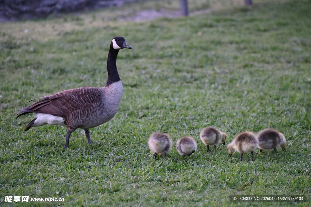 母鹅带小鹅漫步草地