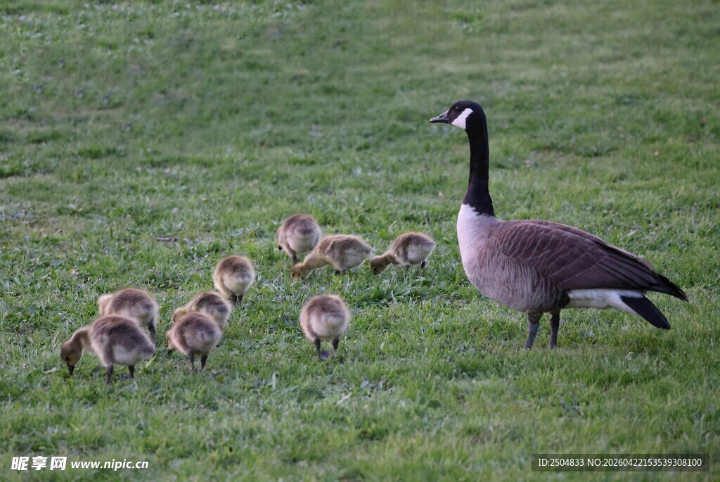 母鹅带小鹅漫步草地