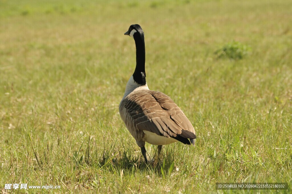 草地上的加拿大鹅